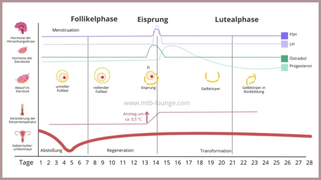weibliche Zyklus